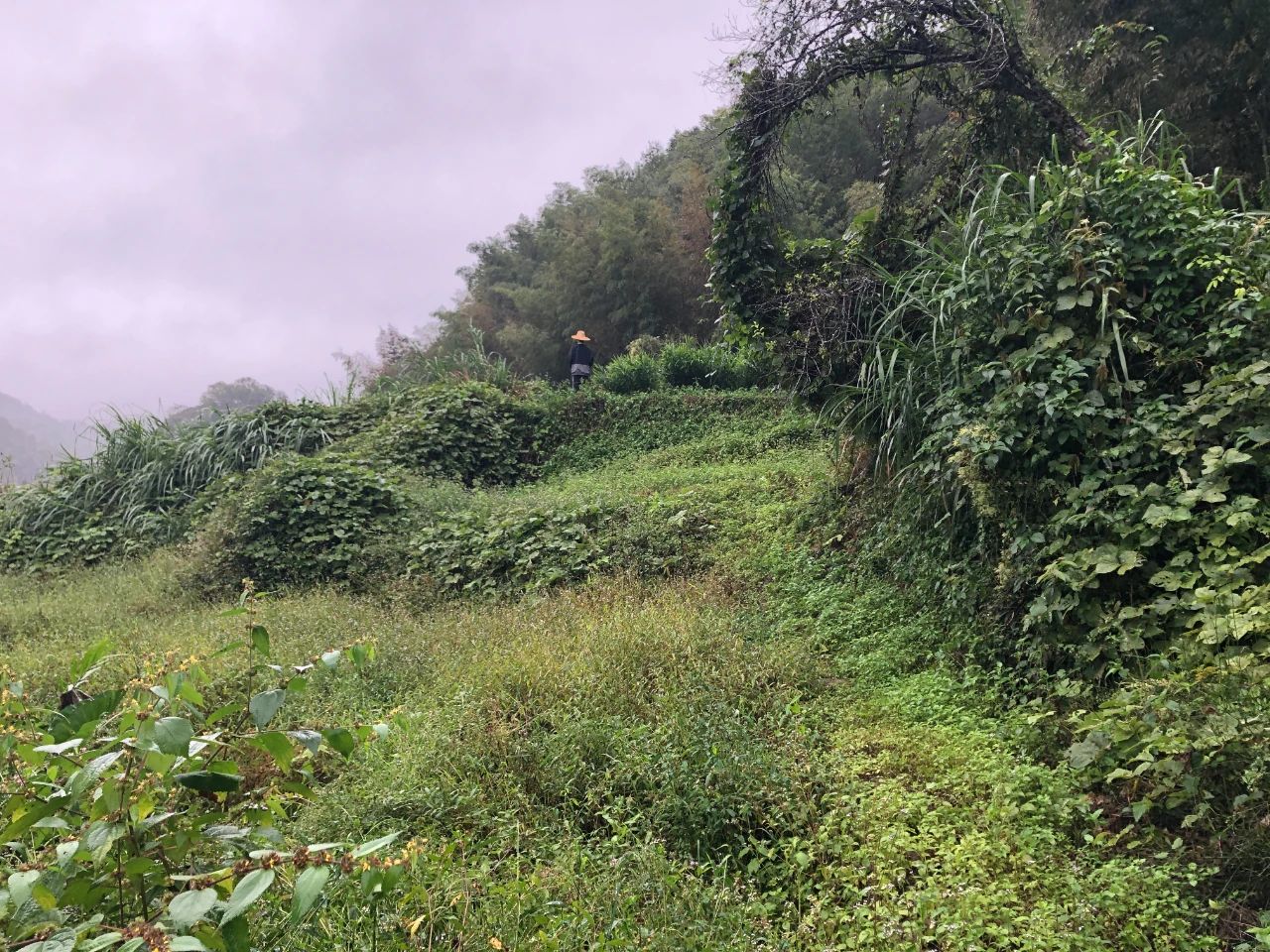 OD平台规划 | 我司土地整治项目二次荣登央视，，，，，荒地变良田，，，，，智绘好丰景